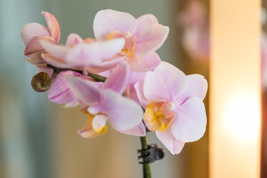Hotel Fontana - Adults Only บัดไบรซิก ภายนอก รูปภาพ